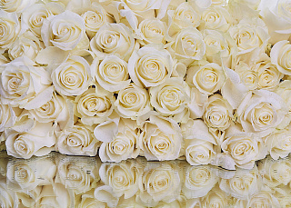 Фотообои Белые розы WM-07, 254 х 368 см