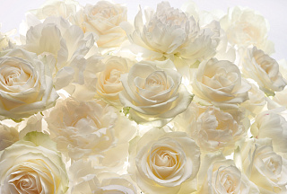 Фотообои Komar Белые цветы XXL4-007, 368 х 248 см