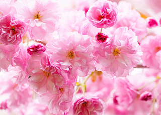 Фотообои Весенняя сакура в цвету WM-12, 184 х 254 см