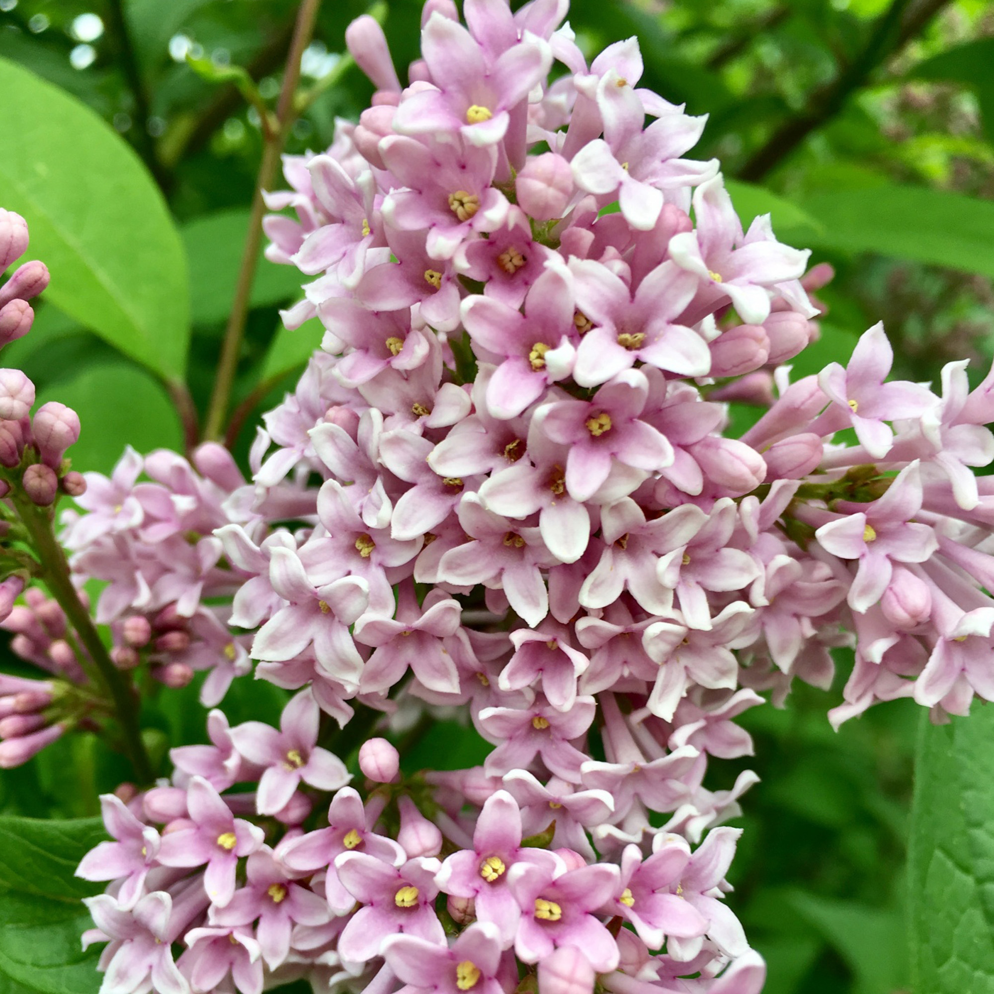 Федерико гарсиа лорка сирень описание. Сирень венгерская (Syringa josikaea). Сирень Федерико Гарсиа. Сирень Гарсиа Лорка. Сорт сирени Федерико Гарсиа Лорка.