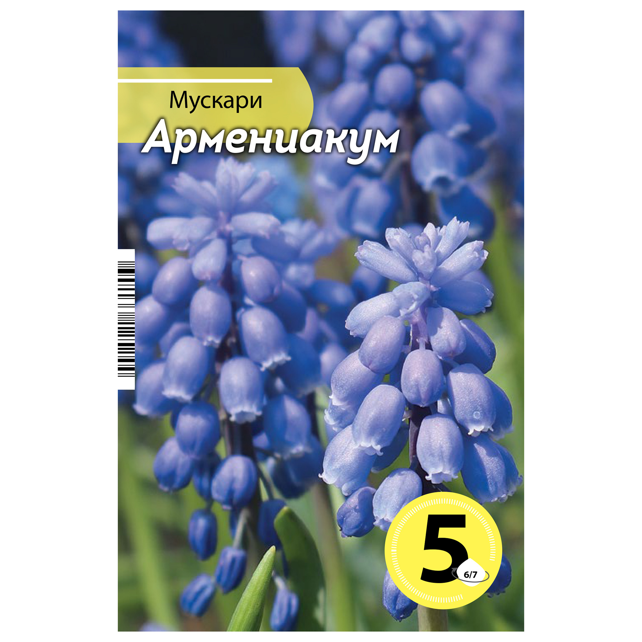 Мускари Армениакум, 5 шт. купите по низкой цене в интернет-магазине  Castorama