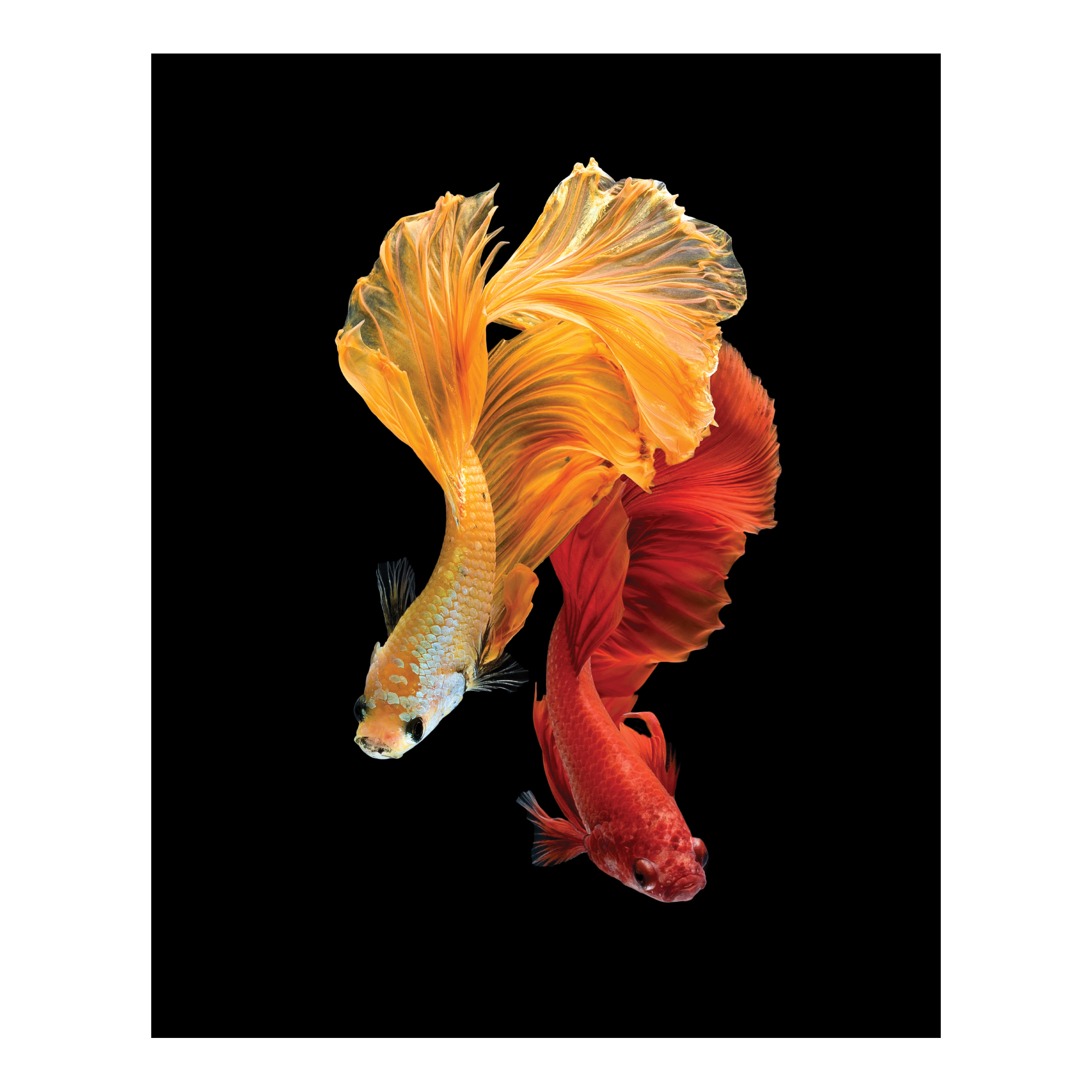 Картина на стекле Сиамская рыбка