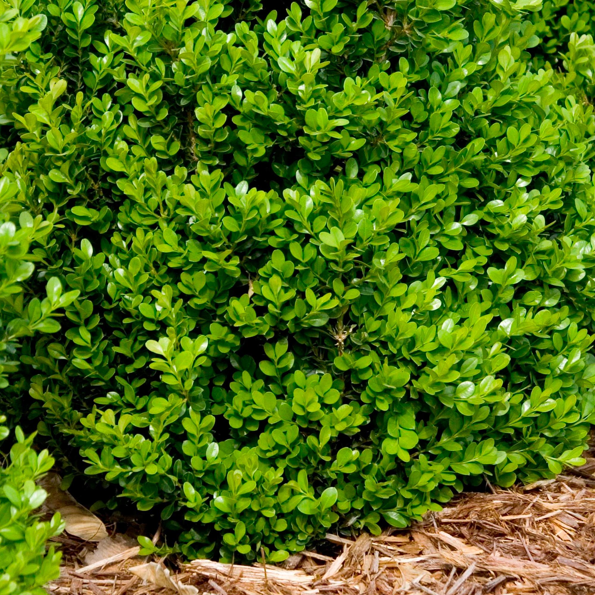 Вечнозеленый куст. Самшит Buxus. Вечнозеленый кустарник самшит. Buxus sempervirens самшит. Самшит Буксус вечнозеленый.