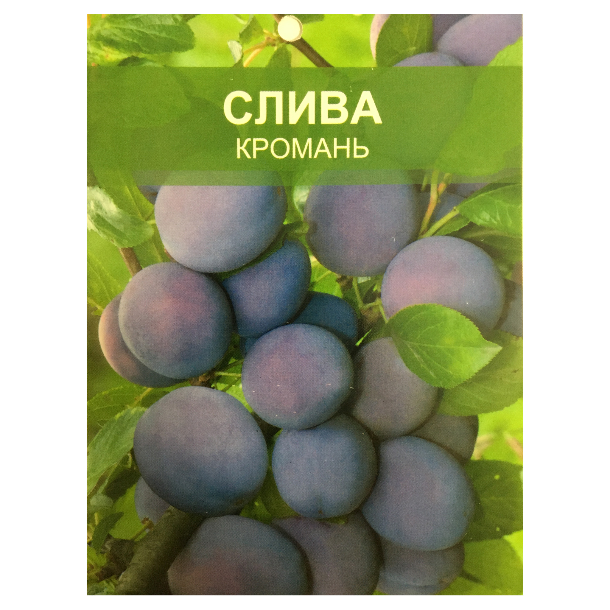 Слива сорт Кромань. Слива Кромань описание. Слива Кромань зимостойкость. Слива Кромань описание сорта.