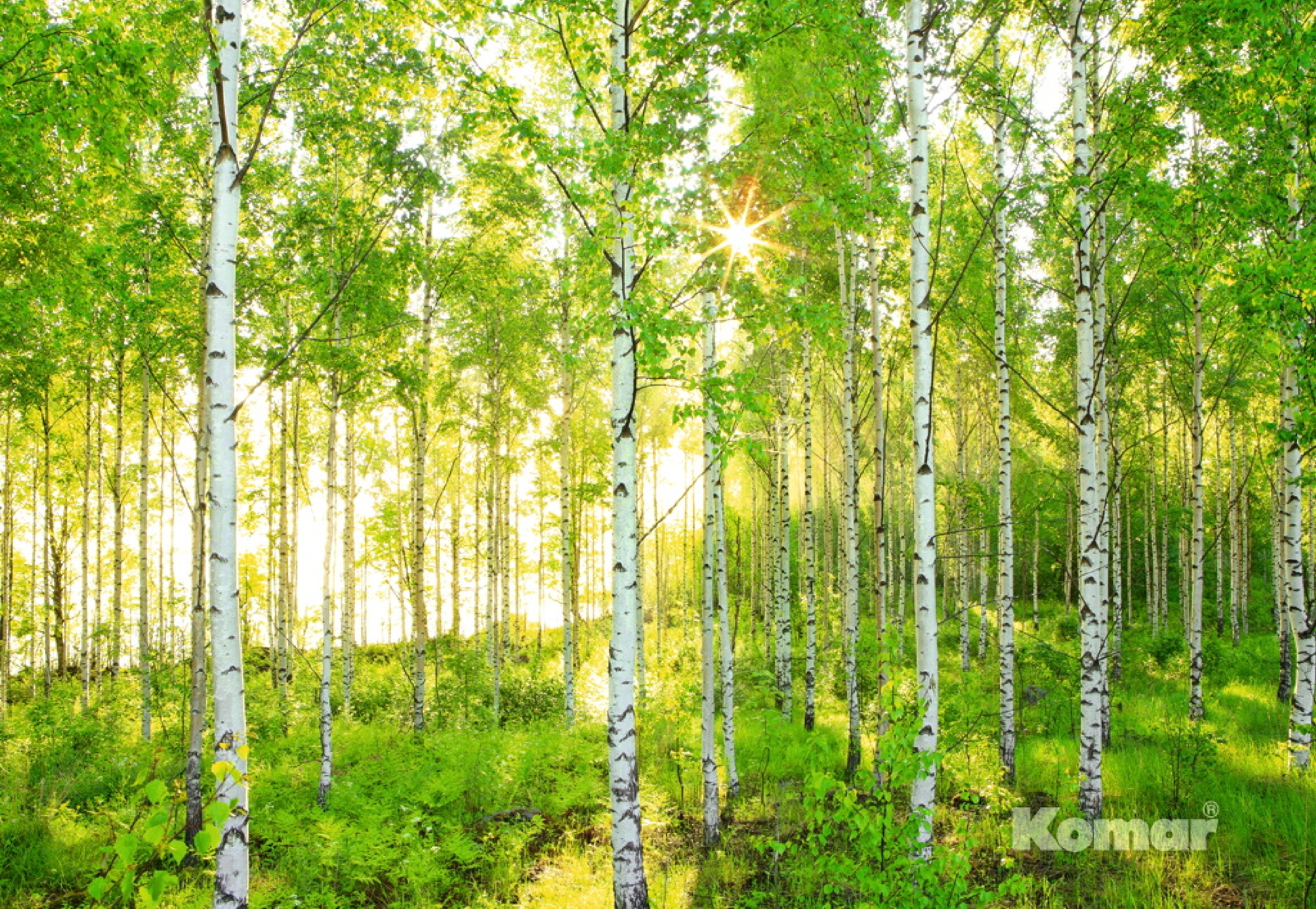 Картинки леса для презентации. Березовая роща. Komar фотообои Березовая роща. Фотообои 8-519 Komar Березовая. Лес Березовая роща.