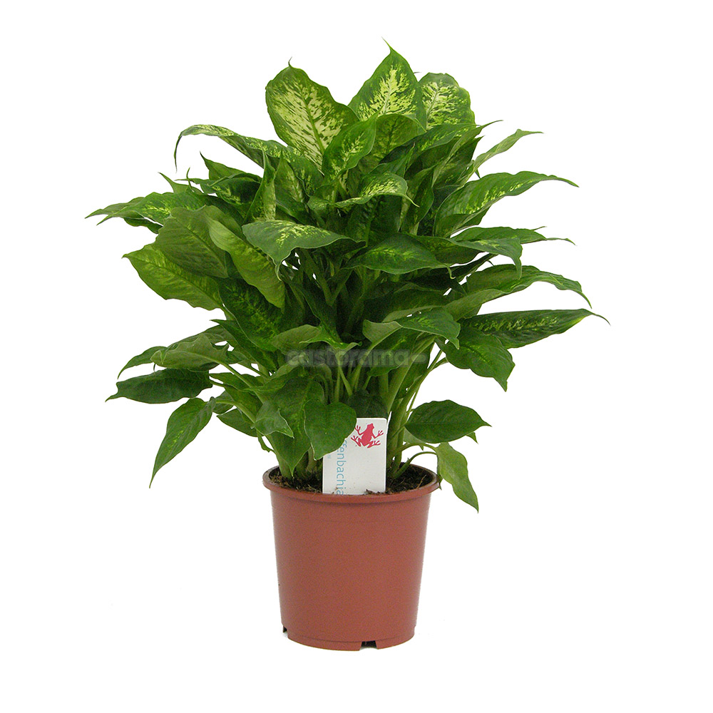 Диффенбахия компакта Dieffenbachia compacta