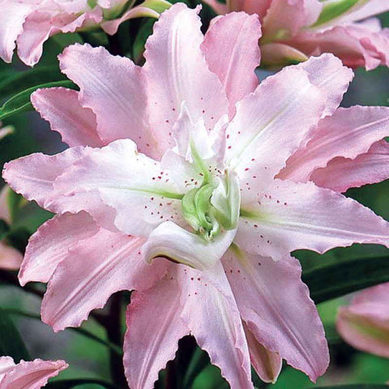 Лилия махровая розовая фото