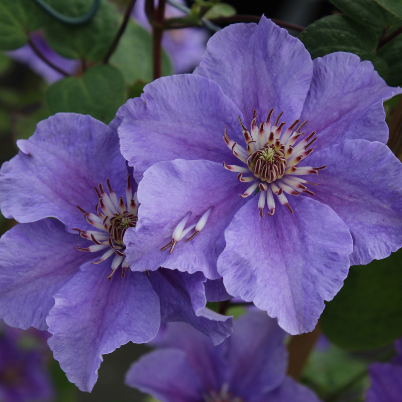 Клематис ашва Clematis Ashva